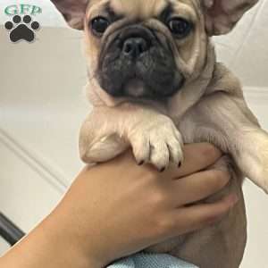 Daisy, French Bulldog Puppy