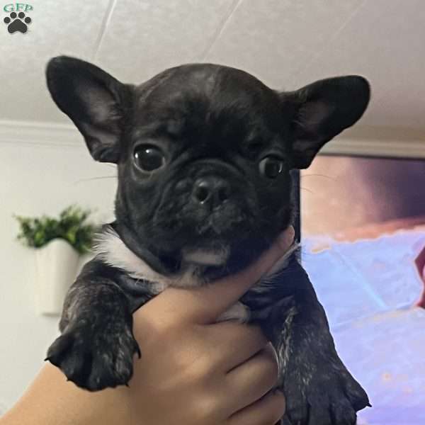 Minnie, French Bulldog Puppy