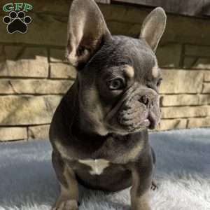 Bentley, French Bulldog Puppy