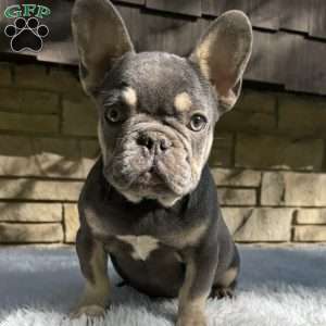 Bentley, French Bulldog Puppy