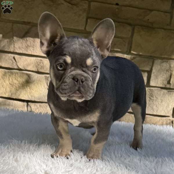 Bentley, French Bulldog Puppy