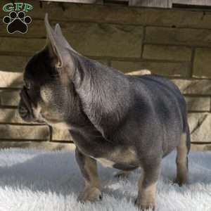 Bentley, French Bulldog Puppy