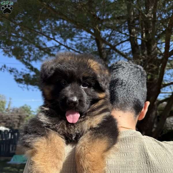 Jaguar, German Shepherd Puppy