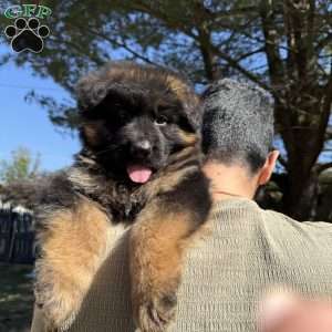 Jaguar, German Shepherd Puppy