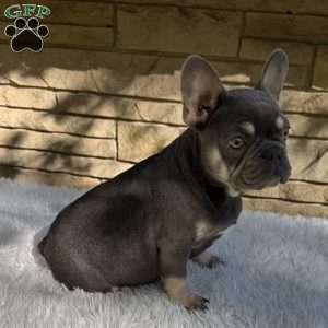 Bentley, French Bulldog Puppy