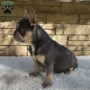 Winston, French Bulldog Puppy