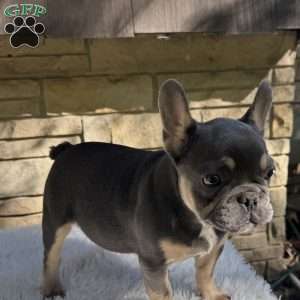 Winston, French Bulldog Puppy
