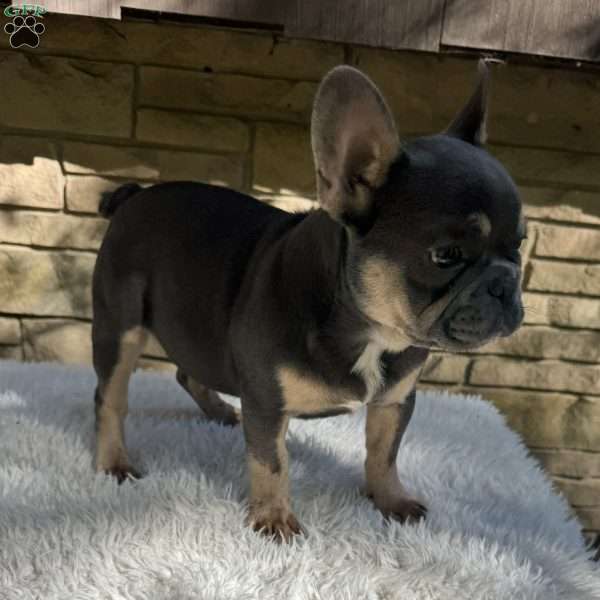 Winston, French Bulldog Puppy