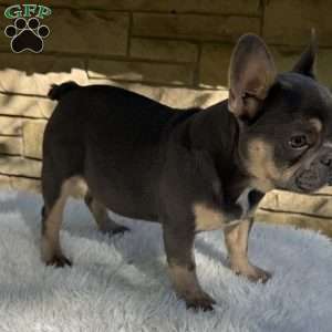 Winston, French Bulldog Puppy