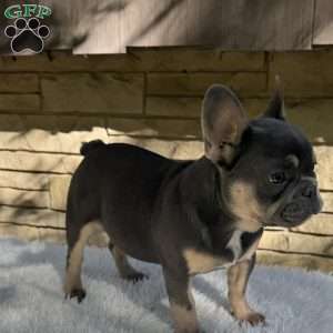 Winston, French Bulldog Puppy