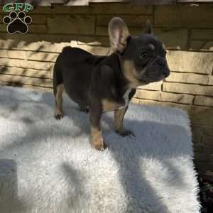 Winston, French Bulldog Puppy