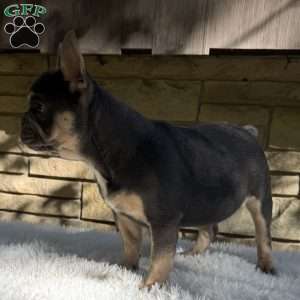 Winston, French Bulldog Puppy