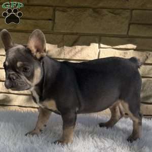Winston, French Bulldog Puppy