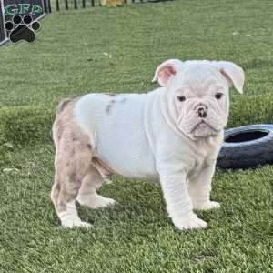 Boston, Miniature Bulldog Puppy