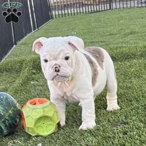 Boston, Miniature Bulldog Puppy