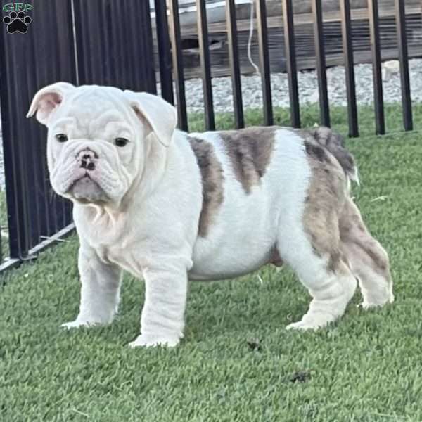 Boston, Miniature Bulldog Puppy
