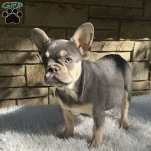Riley, French Bulldog Puppy