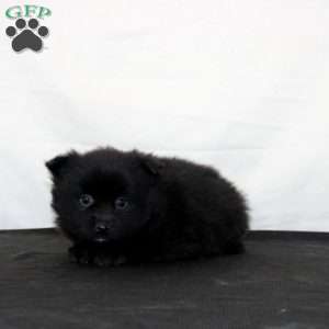 Queen, Pomeranian Puppy