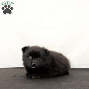 Queen, Pomeranian Puppy