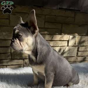 Riley, French Bulldog Puppy