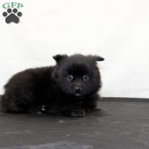 Queen, Pomeranian Puppy