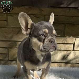 Riley, French Bulldog Puppy