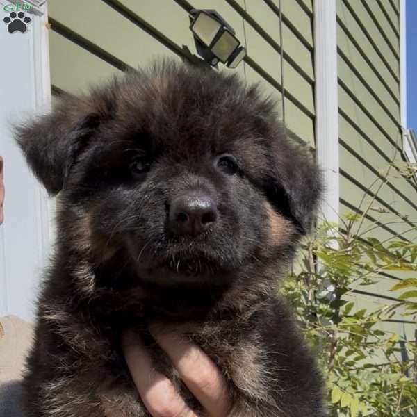 Xena, German Shepherd Puppy