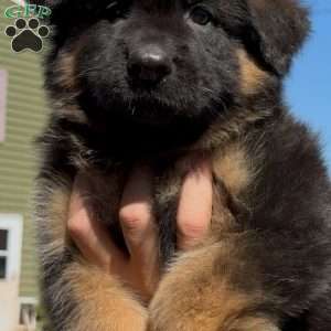 Xena, German Shepherd Puppy