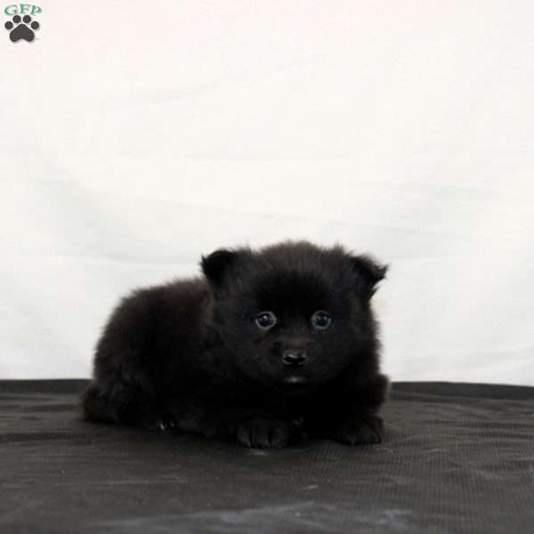 Queen, Pomeranian Puppy