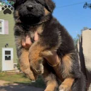 Xena, German Shepherd Puppy