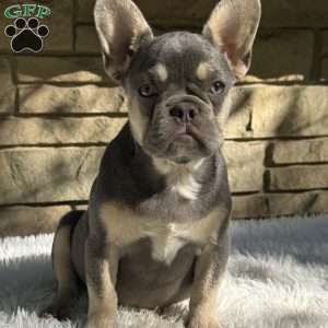 Riley, French Bulldog Puppy