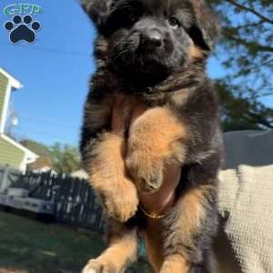 Xena, German Shepherd Puppy