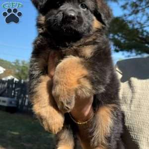 Xena, German Shepherd Puppy