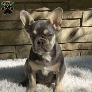 Riley, French Bulldog Puppy