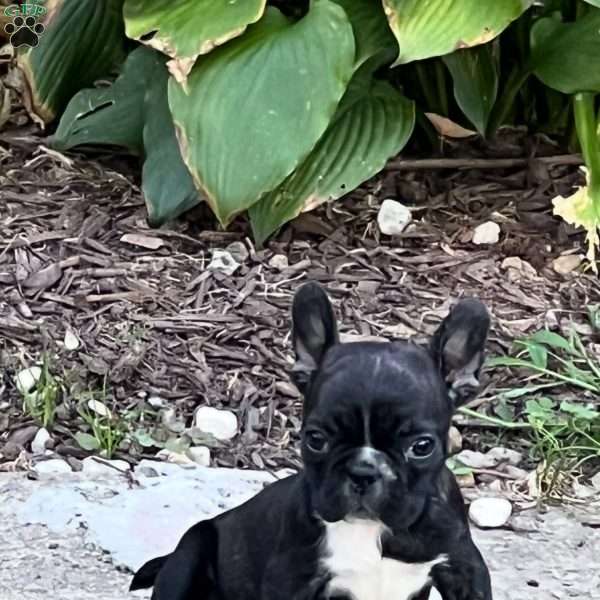Mickey, French Bulldog Puppy