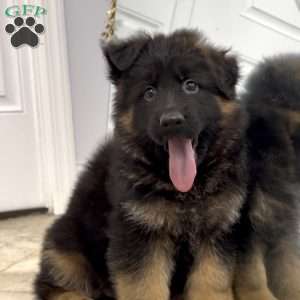 Xena, German Shepherd Puppy