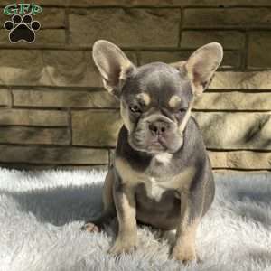 Riley, French Bulldog Puppy