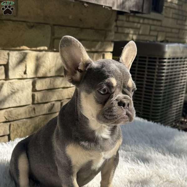Riley, French Bulldog Puppy