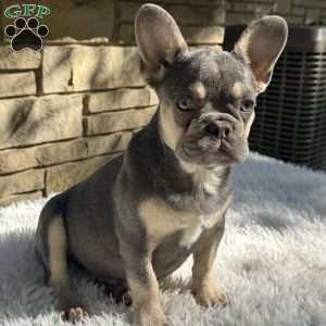 Riley, French Bulldog Puppy