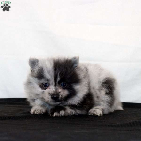 Quinlan, Pomeranian Puppy