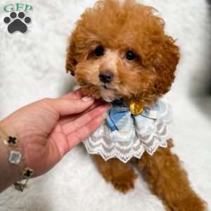 Romeo, Toy Poodle Puppy