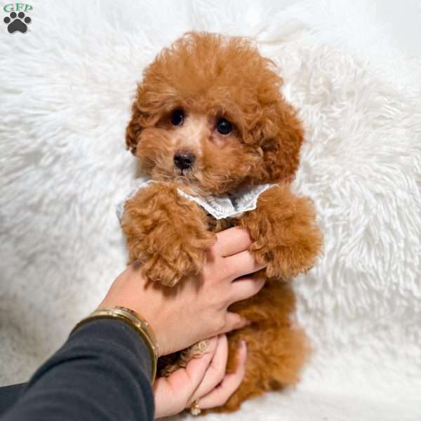 Romeo, Toy Poodle Puppy