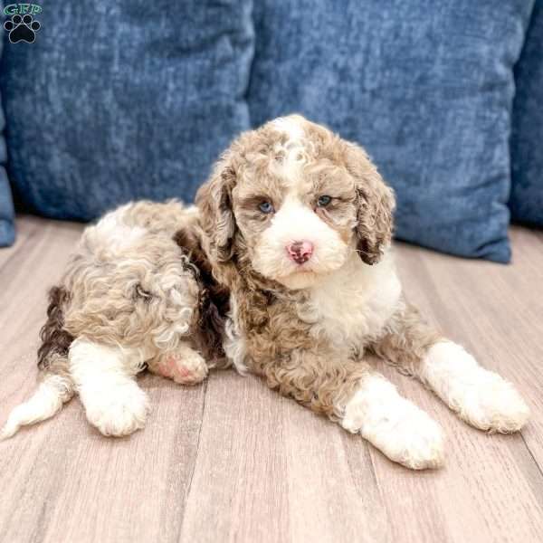 Amber, Mini Sheepadoodle Puppy