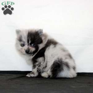 Quinlan, Pomeranian Puppy