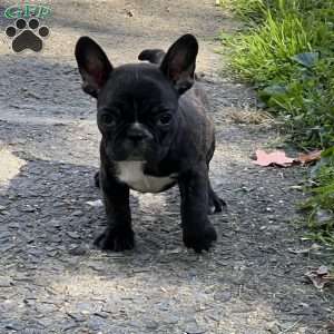 Mickey, French Bulldog Puppy