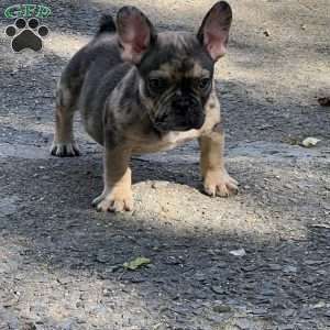 Pluto, French Bulldog Puppy