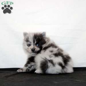 Quinlan, Pomeranian Puppy