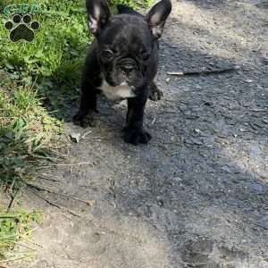 Minnie, French Bulldog Puppy