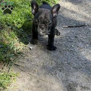 Minnie, French Bulldog Puppy