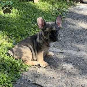 Pluto, French Bulldog Puppy